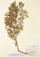 藏品(灰艾菊)的圖片